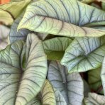 Alokázia (Alocasia) 'PLATINUM' - výška 25-35 cm, kont. C1L
